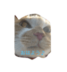 猫のみるく♪（個別スタンプ：3）