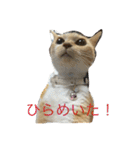 猫のみるく♪（個別スタンプ：4）