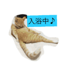 猫のみるく♪（個別スタンプ：5）