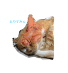 猫のみるく♪（個別スタンプ：6）