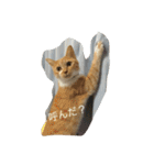 猫のみるく♪（個別スタンプ：7）