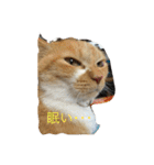 猫のみるく♪（個別スタンプ：8）