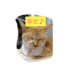 猫のみるく♪（個別スタンプ：10）