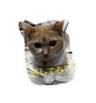 猫のみるく♪（個別スタンプ：12）
