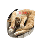 猫のみるく♪（個別スタンプ：13）