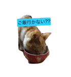猫のみるく♪（個別スタンプ：14）