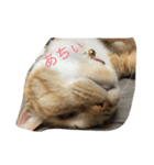 猫のみるく♪（個別スタンプ：15）