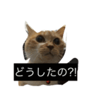 猫のみるく♪（個別スタンプ：16）