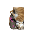猫のみるく♪（個別スタンプ：17）