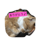 猫のみるく♪（個別スタンプ：18）