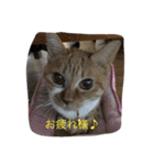 猫のみるく♪（個別スタンプ：19）