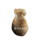 猫のみるく♪（個別スタンプ：20）