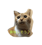 猫のみるく♪（個別スタンプ：21）