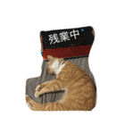 猫のみるく♪（個別スタンプ：24）