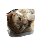 猫のみるく♪（個別スタンプ：26）