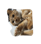 猫のみるく♪（個別スタンプ：27）