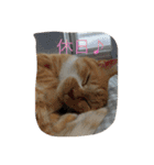 猫のみるく♪（個別スタンプ：28）