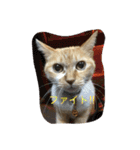 猫のみるく♪（個別スタンプ：30）