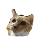 猫のみるく♪（個別スタンプ：31）