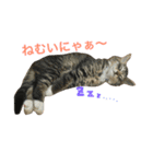ねこた〜ちpart2（個別スタンプ：3）