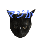ねこた〜ちpart2（個別スタンプ：4）