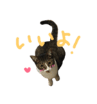 ねこた〜ちpart2（個別スタンプ：5）