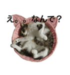 ねこた〜ちpart2（個別スタンプ：6）