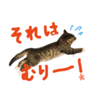 ねこた〜ちpart2（個別スタンプ：8）