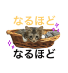 ねこた〜ちpart2（個別スタンプ：9）