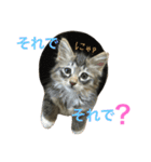 ねこた〜ちpart2（個別スタンプ：10）