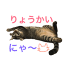 ねこた〜ちpart2（個別スタンプ：11）