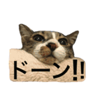 ねこた〜ちpart2（個別スタンプ：12）