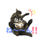 ねこた〜ちpart2（個別スタンプ：13）