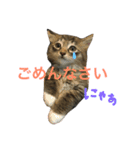 ねこた〜ちpart2（個別スタンプ：14）