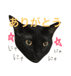 ねこた〜ちpart2（個別スタンプ：15）