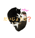 ねこた〜ちpart2（個別スタンプ：16）