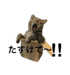 ねこた〜ちpart2（個別スタンプ：17）