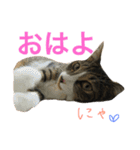 ねこた〜ちpart2（個別スタンプ：18）