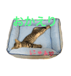 ねこた〜ちpart2（個別スタンプ：21）