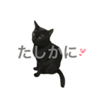ねこた〜ちpart2（個別スタンプ：22）