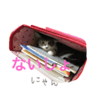 ねこた〜ちpart2（個別スタンプ：23）
