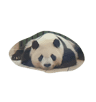 動物園でのんびり（個別スタンプ：1）
