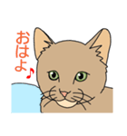 うちのニャンコたち（個別スタンプ：16）