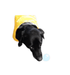 P. Black Labrador3（個別スタンプ：1）