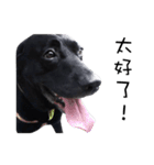P. Black Labrador3（個別スタンプ：3）