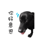 P. Black Labrador3（個別スタンプ：4）