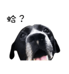 P. Black Labrador3（個別スタンプ：5）