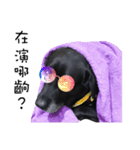 P. Black Labrador3（個別スタンプ：6）
