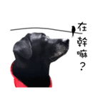P. Black Labrador3（個別スタンプ：7）