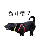 P. Black Labrador3（個別スタンプ：8）